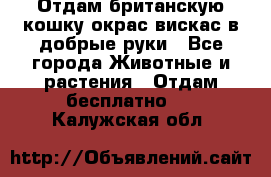 Отдам британскую кошку окрас вискас в добрые руки - Все города Животные и растения » Отдам бесплатно   . Калужская обл.